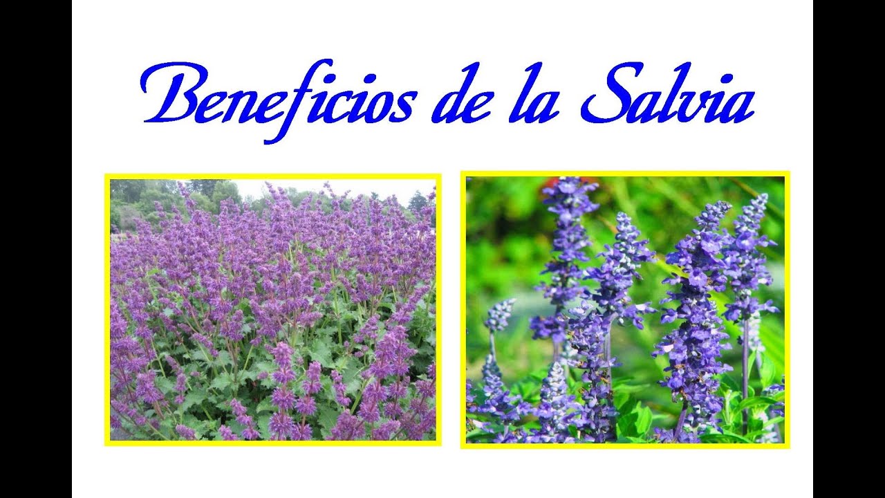 Propiedades y Beneficios de la Salvia YouTube