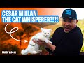 Cesar millan the cat whisperer  new merch  ranch vlogs 1