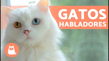 ¿A los gatos les gusta que les hablen como a un bebé?