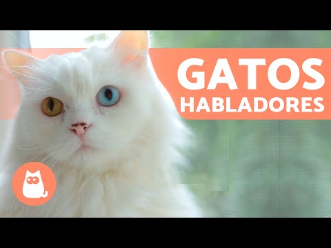 Video: Cómo Enseñarle A Hablar A Un Gato