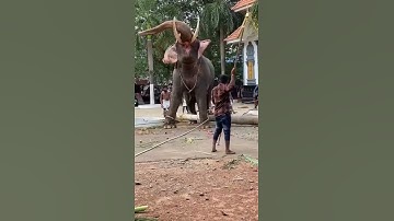 Musth Elephant is chained to block.