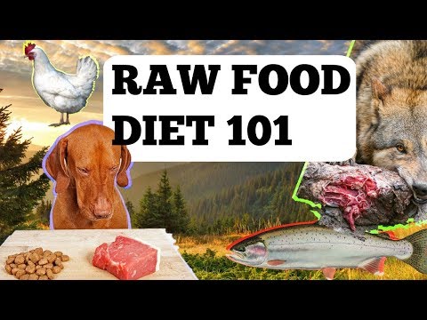how-to-feed-your-dog-a-raw-food-diet-plan---a-natural-diet-suitable-for-your-dog