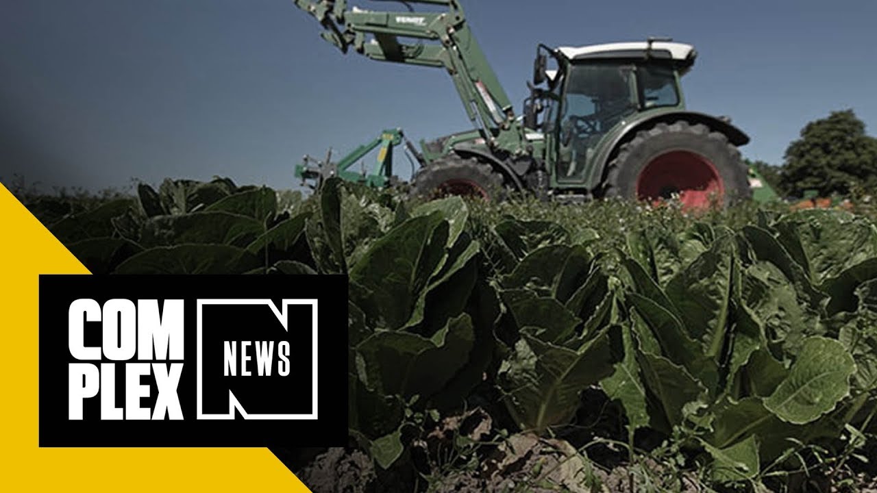 E. coli outbreak: CDC says if you don't know source of romaine lettuce, don't eat it