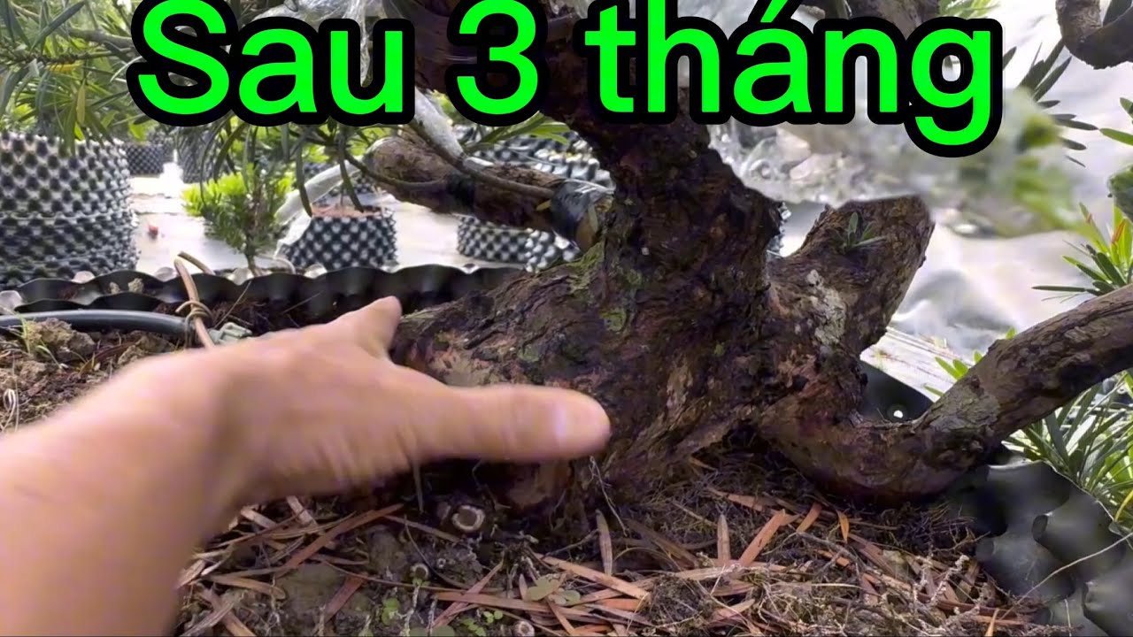 Thăm vườn Tùng khởi nghiệp sau 3 tháng