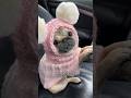Oops… do you think I passed my driving test? 🚗😂 #funny #dog #pug #cute