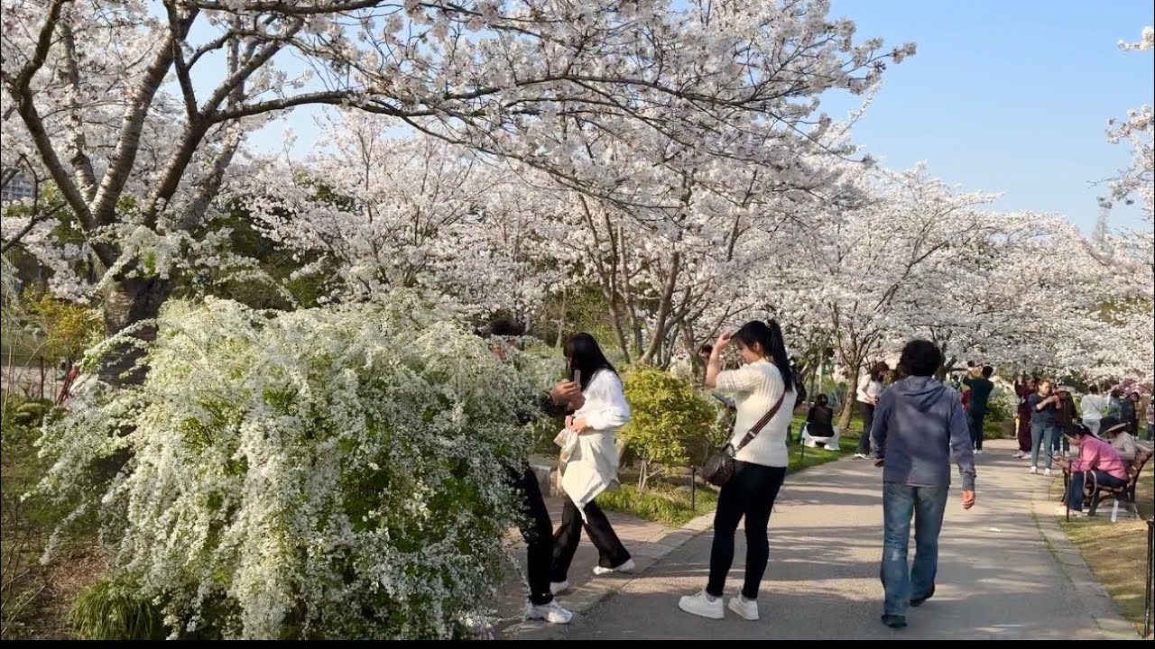 2 Best Places to See Cherry Blossoms in Shanghai 🌸