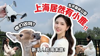 上海也能rua小鹿⁉️ 带上最新大疆 Mini 4 Pro上海周边游! by ElenaLin_青青 6,154 views 7 months ago 4 minutes, 9 seconds