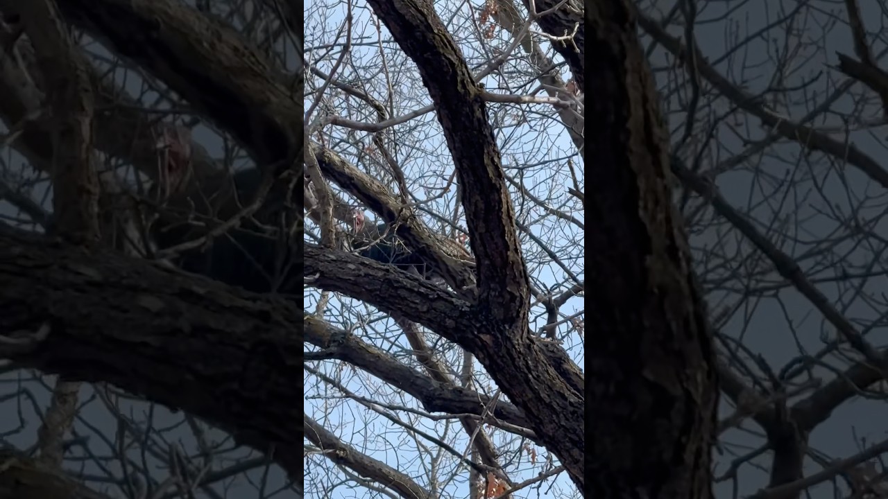 Wild turkeys surprised me and the dogs. Hard to see them in the trees. 