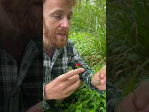 Vidéo: Plantes de géranium aux fraises - Conseils sur la culture du géranium aux fraises