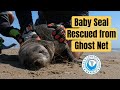 Seal Baby Caught In Old Gill Net