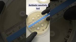 Antibiotic sensitivity test# mi #mltraining #lab