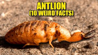 Antlion 🦁 (10 FACTS You NEVER KNEW)