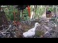 Hungarian BS~Chick is eating its sibling~8:56 AM 2019/05/11