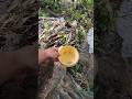 Menangkap ikan di sungai dan memasaknya #mancing #memasak