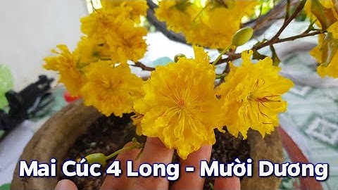 Xem Hoa Mai Cúc 4 Long - Mười Dương Nở Rộ - 02/02 ÂL 2021