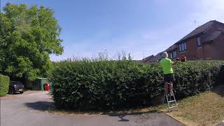 Hawthorn Hedge Trimming