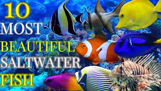 Top 10 most beautiful saltwater fish