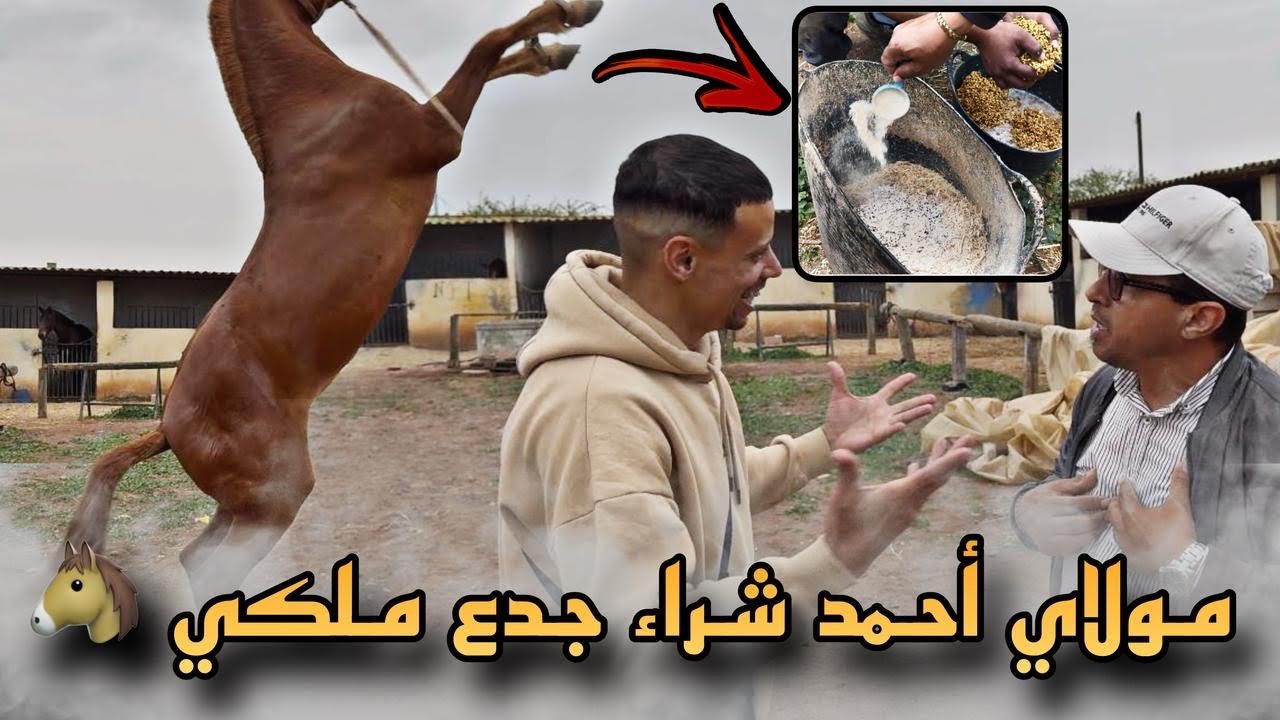 مولاي أحمد شراء عود ملكي جدع ديال بادريس عطاوه 4ملاين