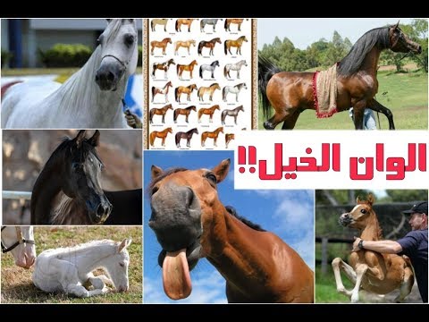 فيديو: ألوان الخيول المختلفة