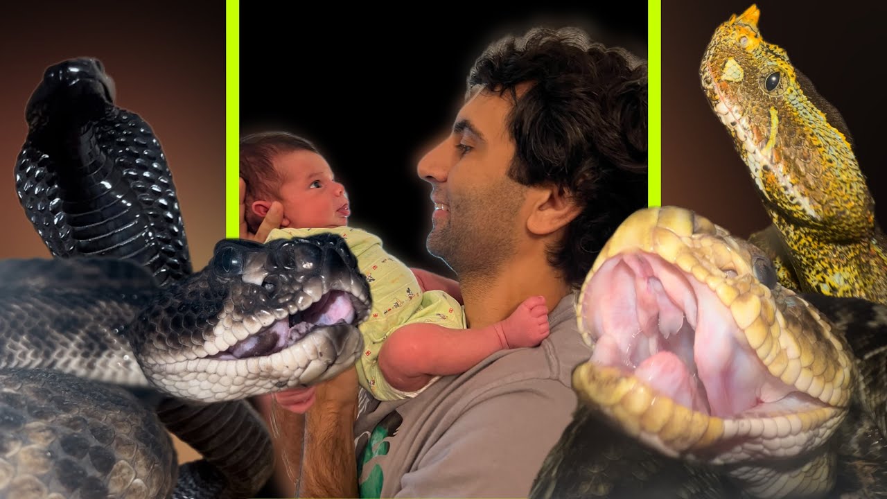Dad has to feed the snakes! - YouTube