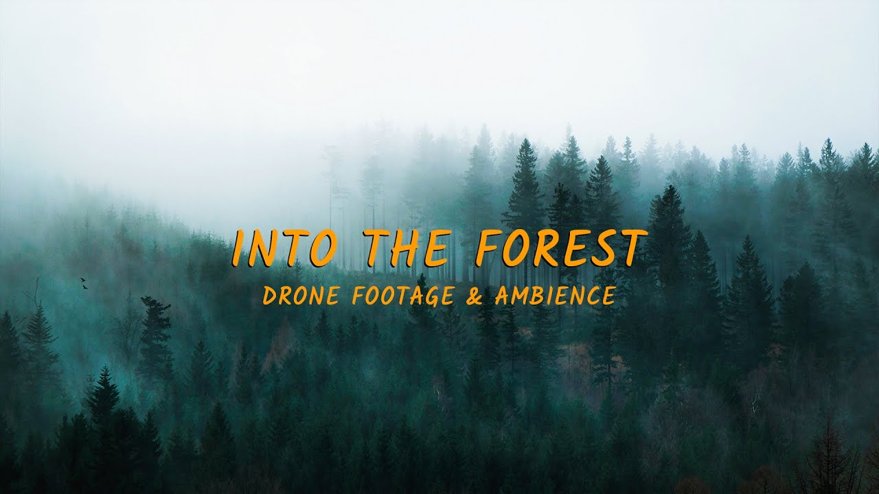 The Forest | Cinematic Drone Footage - Hungry Rover - YouTube