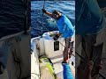 Nobody Saw This Coming #fishing #fishingshorts #cabosanlucas