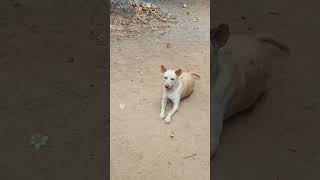 kuchi kuchi dog #shortvideo #shorfeed #dog #funny