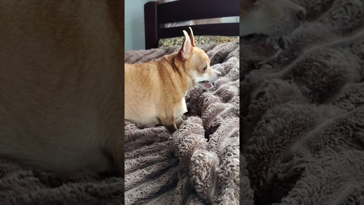 Уговорили погавкать.