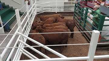 Cow Tip Tuesday Managing Shrink