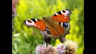 Download Lagu Leo Rojas - Chaski MP3