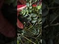 thebestgulaymalonggay #vlog #shortvedio #vitamins#pampalakasngkatawan #tamsak