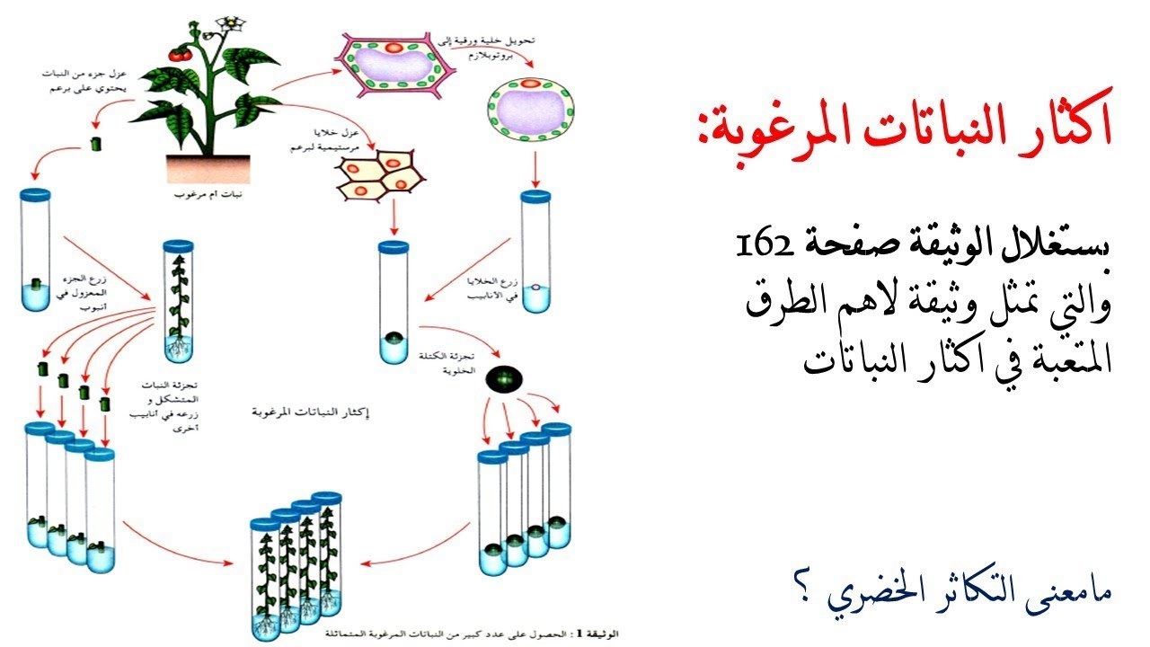 اكثار النباتات المرغوبة 1 ثانوي
