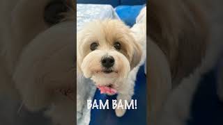 Celebrity How to Make Hungry Girl’s Dill Pickle Deviled Eggs Recipe // #shorts Net Worth