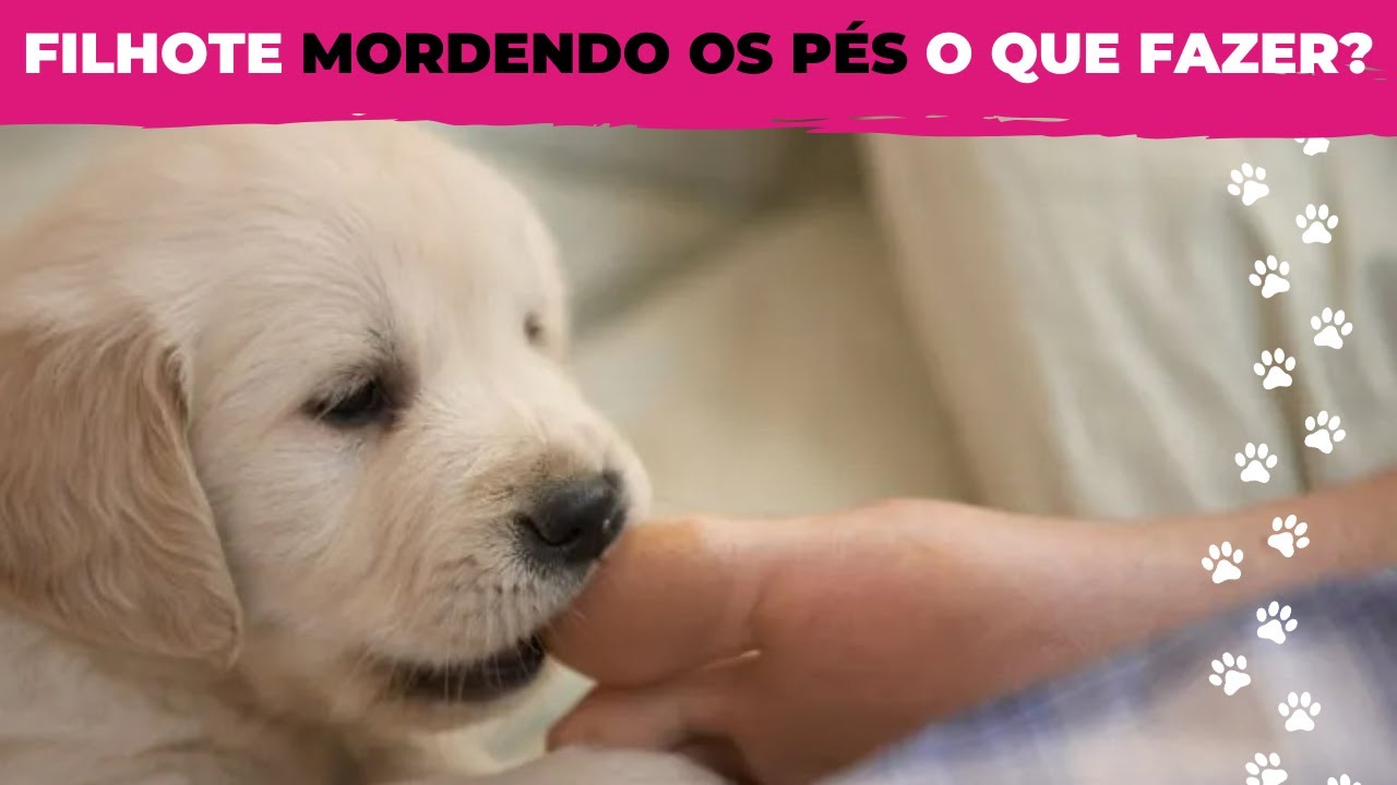 COMO FAZER FILHOTE PARAR DE MORDER O PÉ? 3 Dicas infalíveis - YouTube