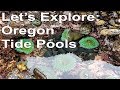 Let's Explore: Oregon Tide Pools