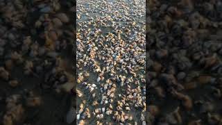 Feeding Donax clams in PB sent in by our own Stacy Circuit!