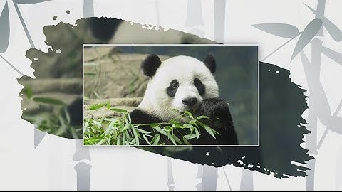 Giant pandas leave National Zoo after 50 years in DC, returned back to China