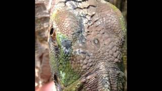 Caribbean Green Iguana