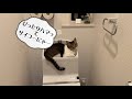 【ネコ動画】トイレでピッタリねこ？