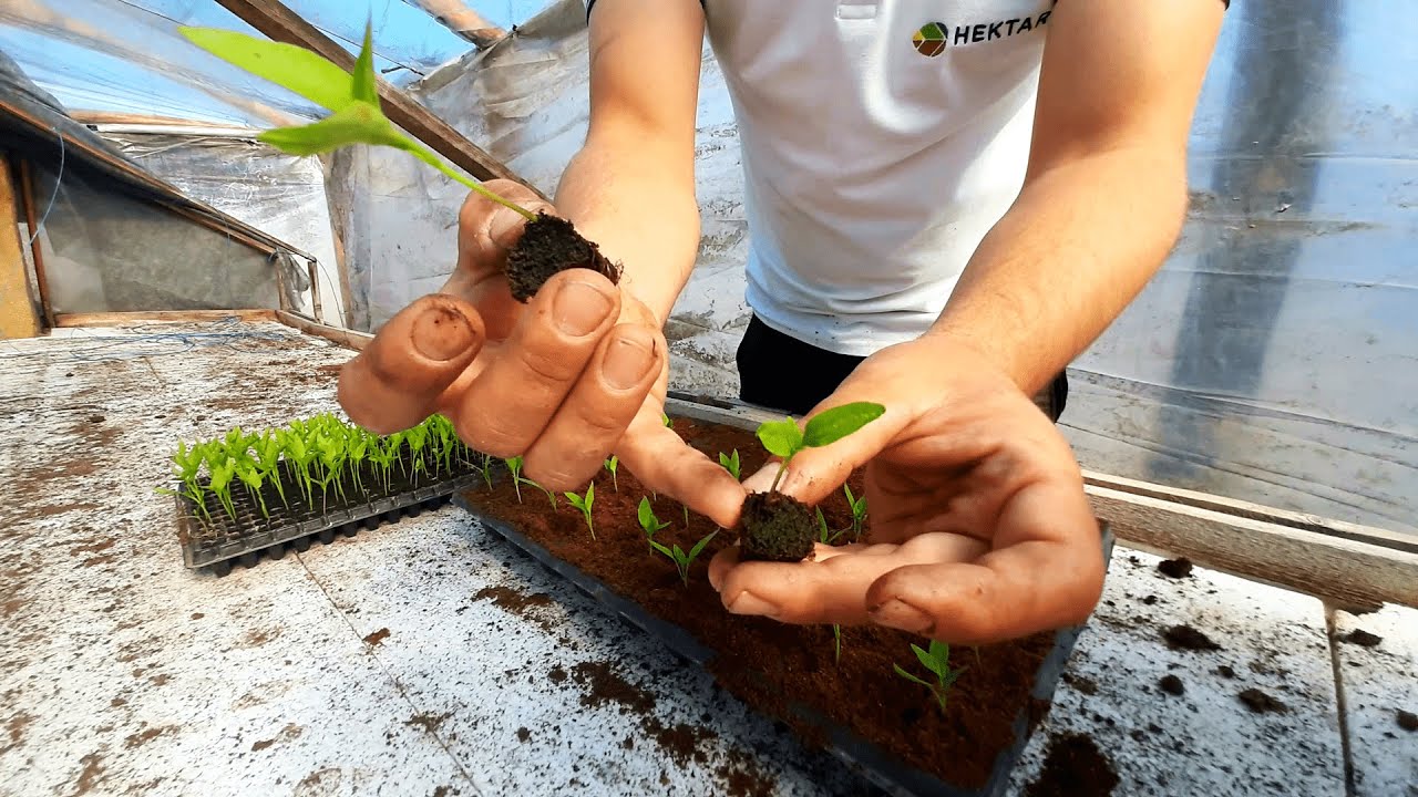 REPICAREA RĂSADULUI DE ARDEI LUNG NAPOCA(kapia) ȘI GOGOȘAR TRAIAN PENTRU AFARĂ !!