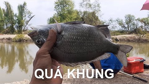 Một ngày đi câu muộn nhưng toàn cá tráp khủng || Bream Fishing || Thiên Nhiên Muôn Loài