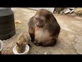 猴子懂事的让人心疼，乖乖看着猫咪吃食物Monkeys Are So Sensible That It Makes People Feel Distressed