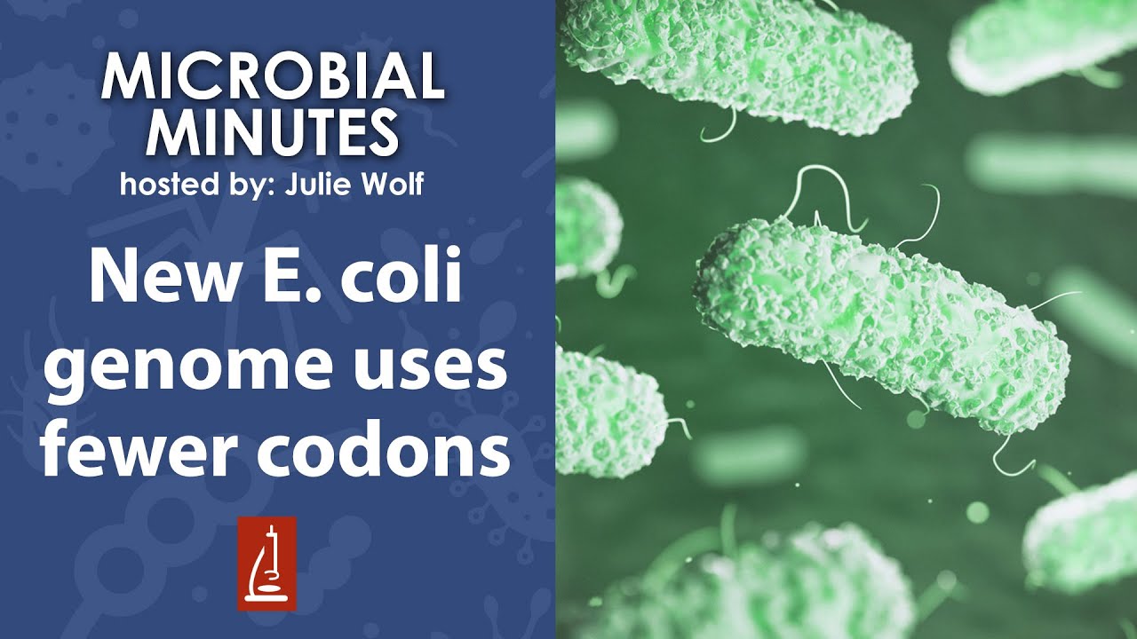 Scientists synthesize a recoded E. coli genome YouTube