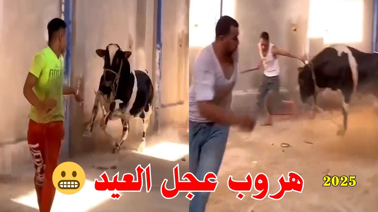 فيديو متداول هروب 🐄 يوم العيد أغرب اللحظات التي صورتها الكاميرات 😲