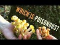 Poisonous Mushroom Identification for Beginners: Jack O' Lantern vs 6 Lookalikes