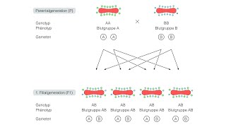 Kodominanter Erbgang beim Blutgruppensystem AB0