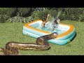 Opossum Falls in Pool, Plays Dead—Anaconda Don’t Care, Eats Anyway