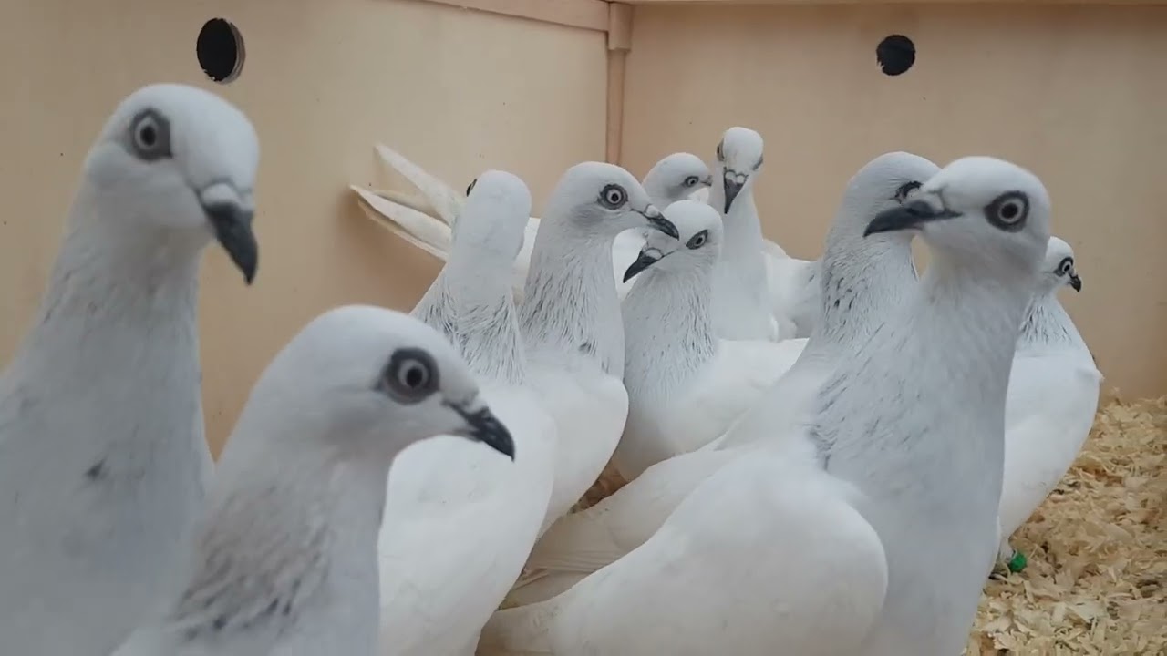 Rynek Halinów / Długa Kościelna 16.11.2025 | Targ gołębi