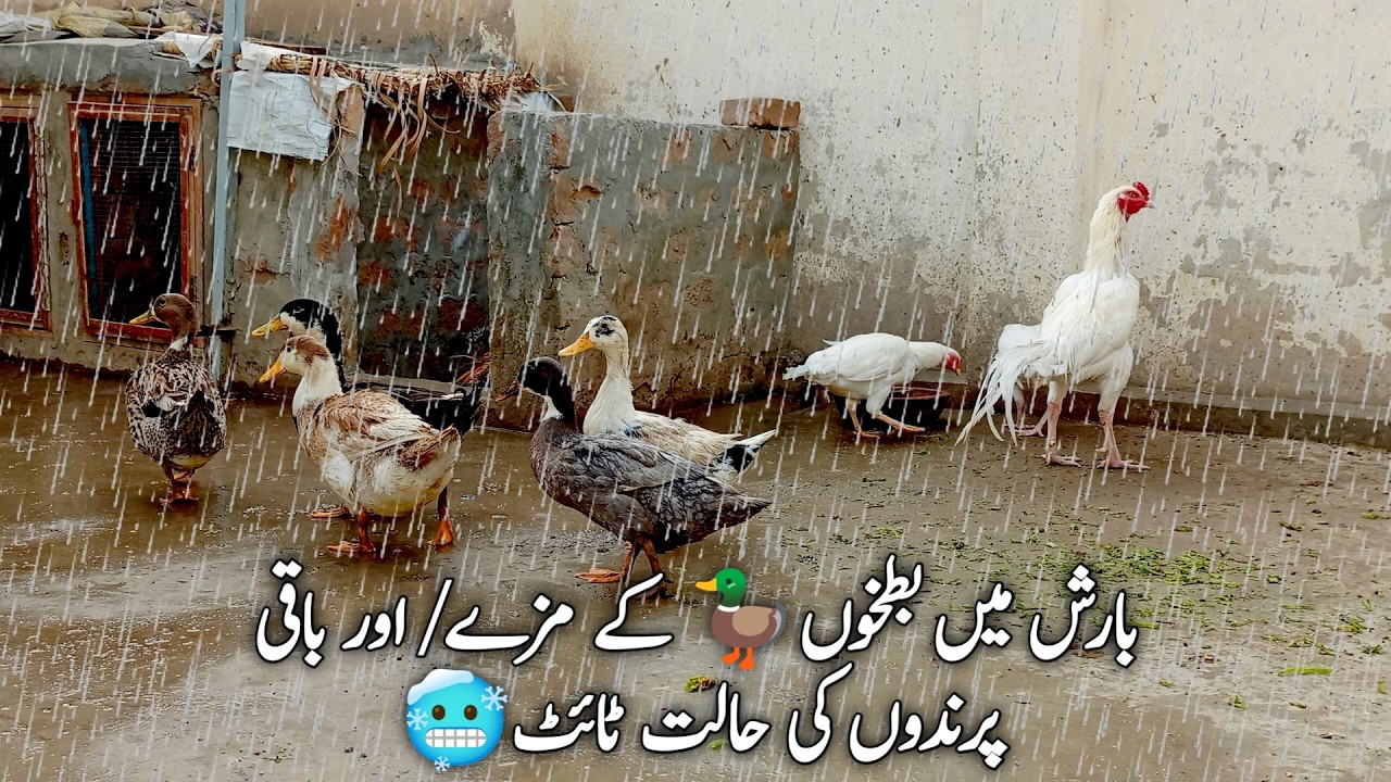 Barish Main Ducks🦆 Ka Mzay | Aur Baqi Birds Ki Halat Tight hogai 🥶