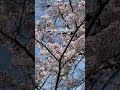 Tokyo on 29th March